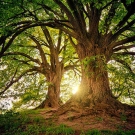 Giornata dell’albero: un giorno importante per il nostro pianeta